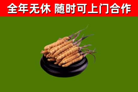 中卫回收散虫草