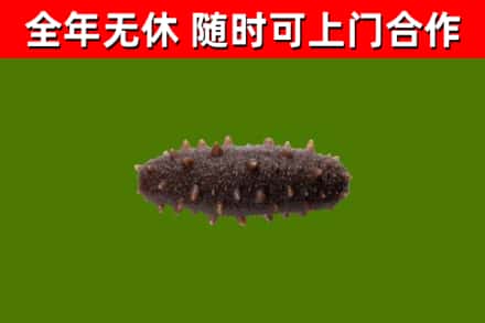 中卫回收海参干